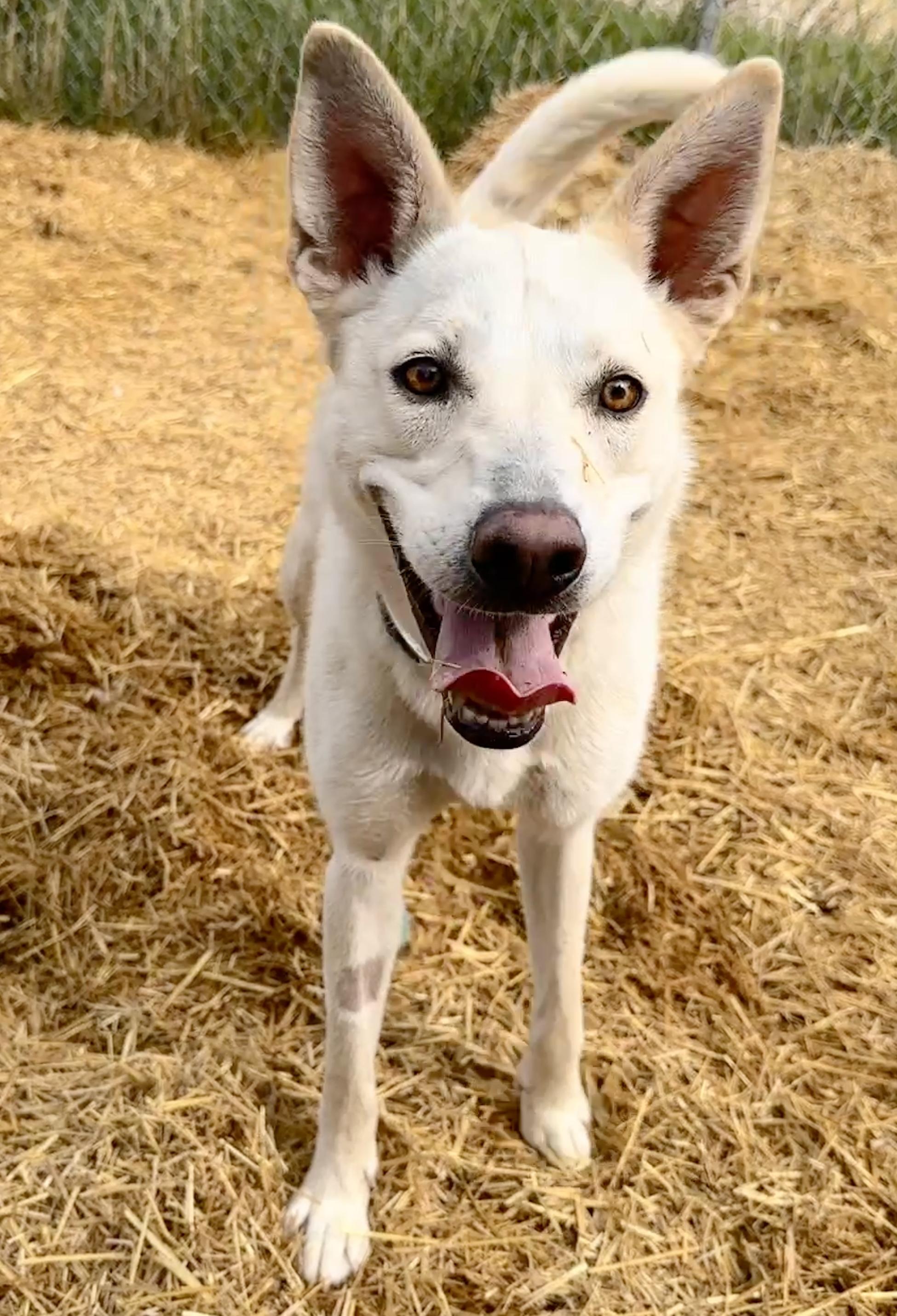 Enlarge Koa -SPONSORED ADOPTION , a Adoptable mixed breed in Meadow Lake, SK image 1/6