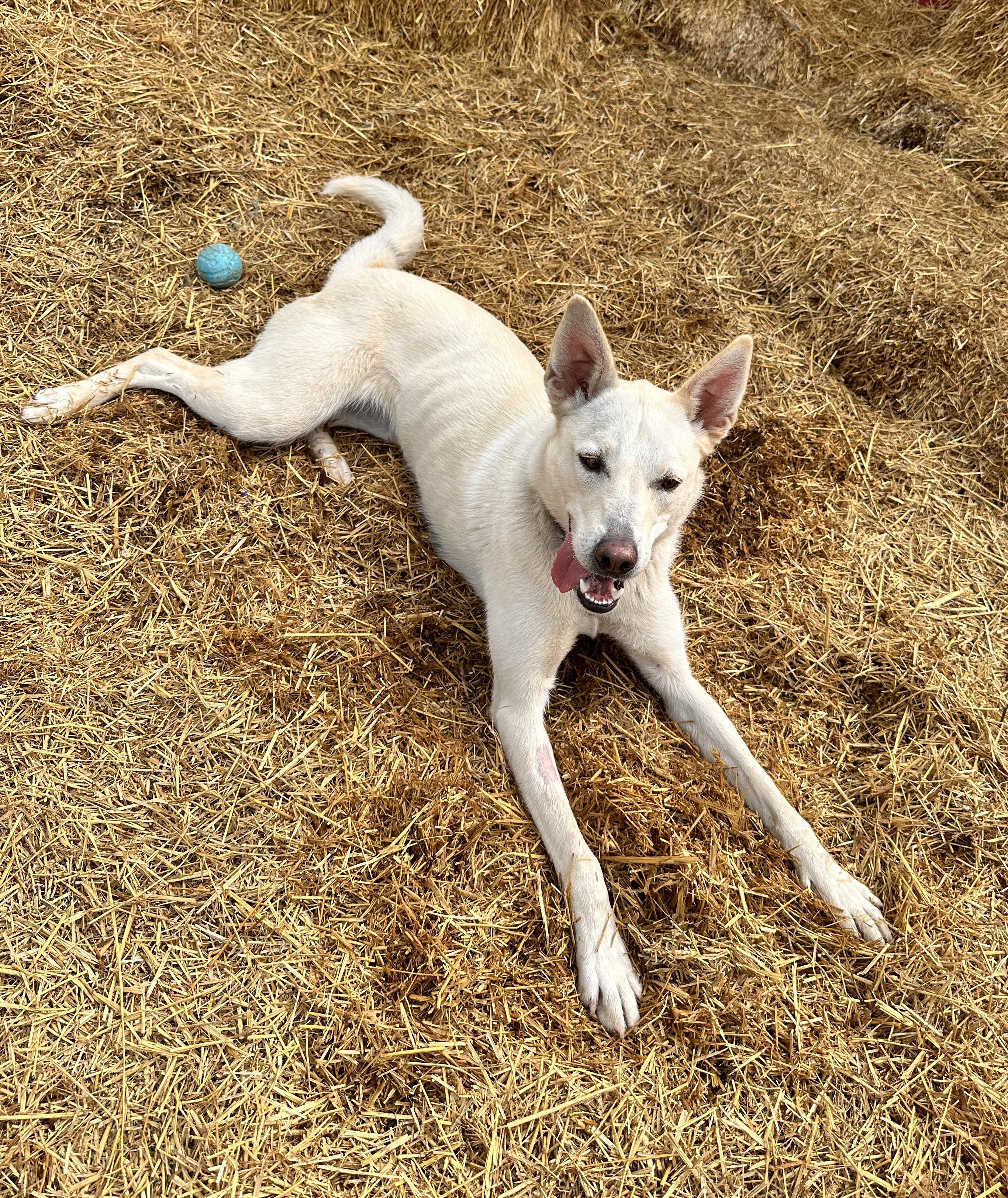 Enlarge Koa -SPONSORED ADOPTION , a Adoptable mixed breed in Meadow Lake, SK image 6/6