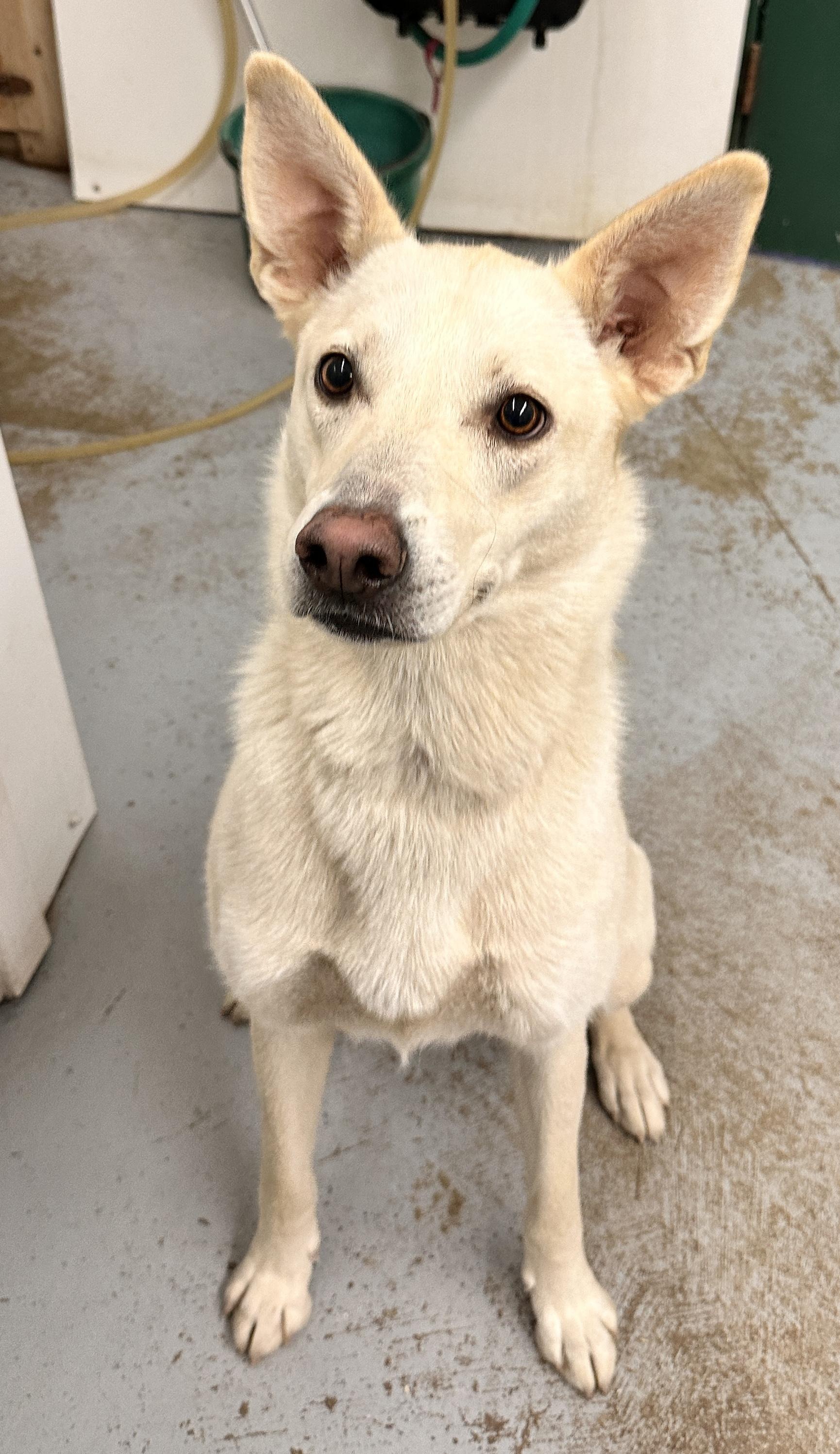 Koa