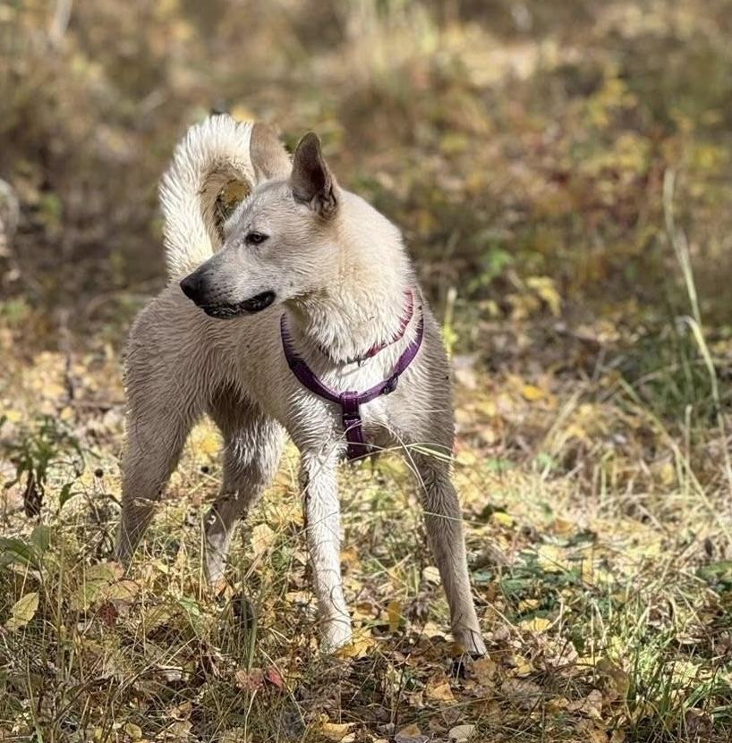 Koa, an adoptable Husky, Labrador Retriever in Meadow Lake, SK, S9X 1Y7 | Photo Image 3