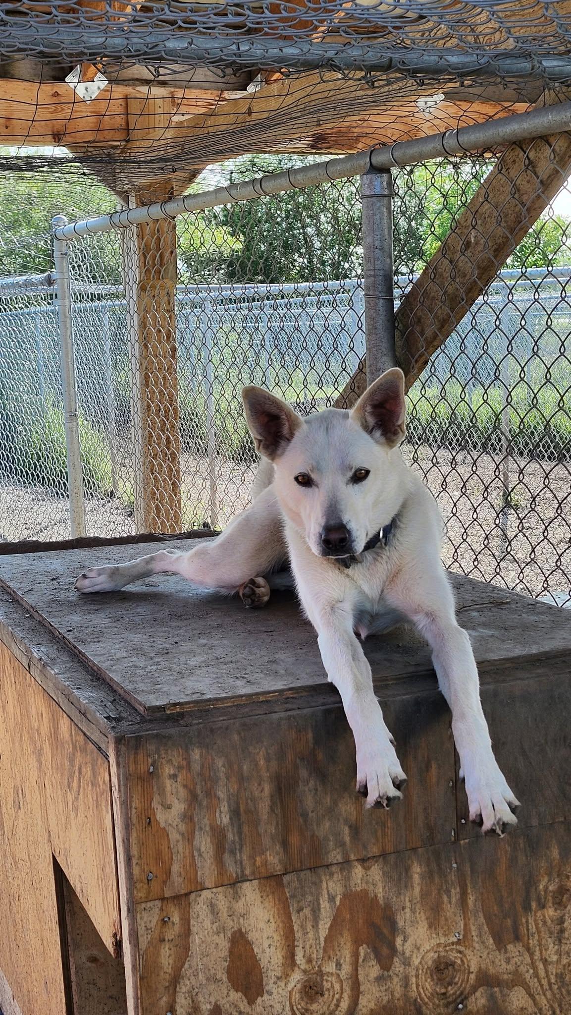 Enlarge Koa -SPONSORED ADOPTION , a Adoptable mixed breed in Meadow Lake, SK image 3/6