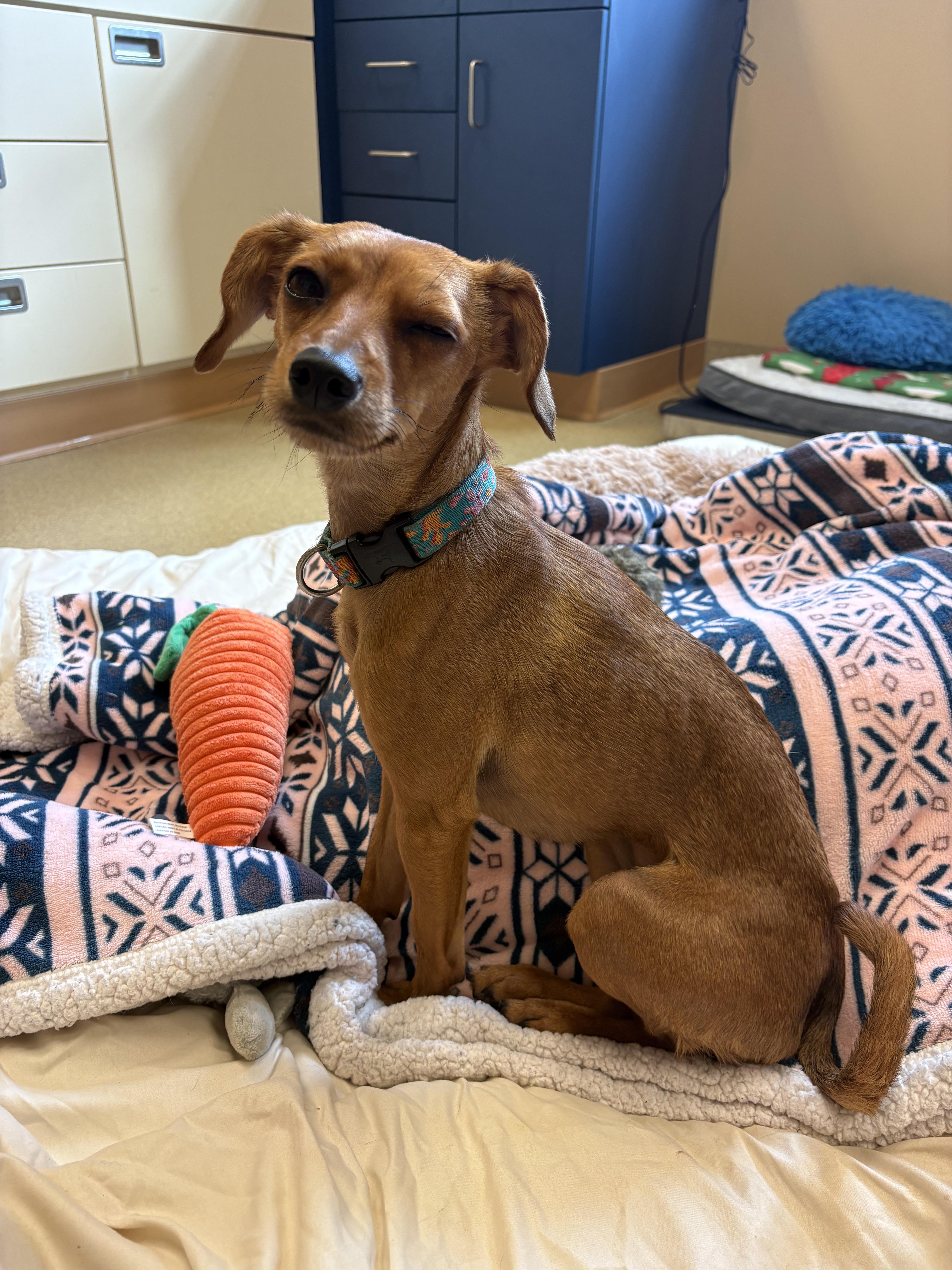 Eva, Adoptable, Adult Female Italian Greyhound & Chihuahua.