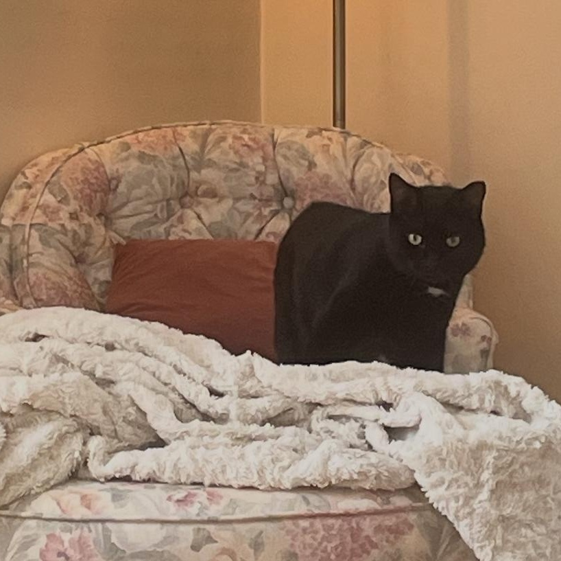 Enlarge Artemis (bonded with Athena), a Adoptable Domestic Short Hair in FITCHBURG, MA image 6/6