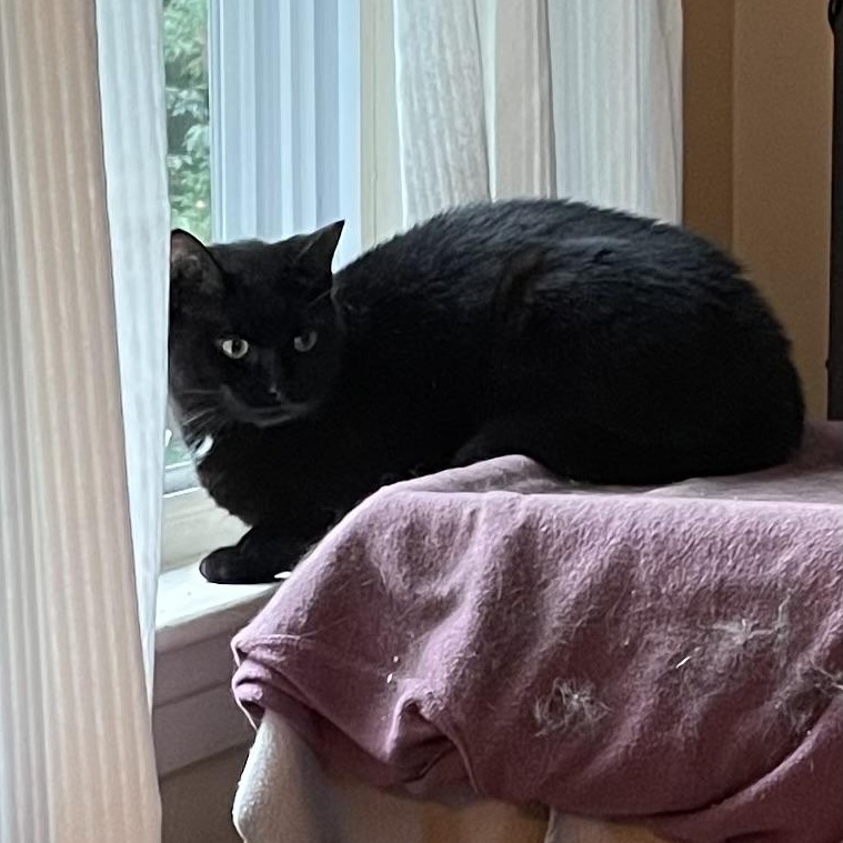 Enlarge Artemis (bonded with Athena), a Adoptable Domestic Short Hair in FITCHBURG, MA image 2/6