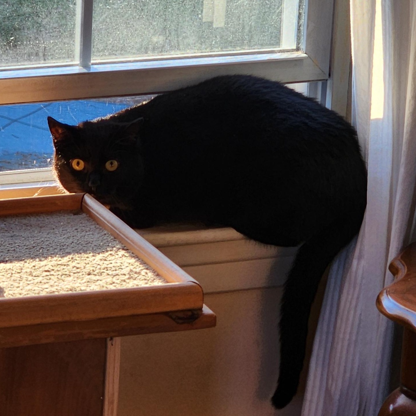 Enlarge Artemis (bonded with Athena), a Adoptable Domestic Short Hair in FITCHBURG, MA image 4/6