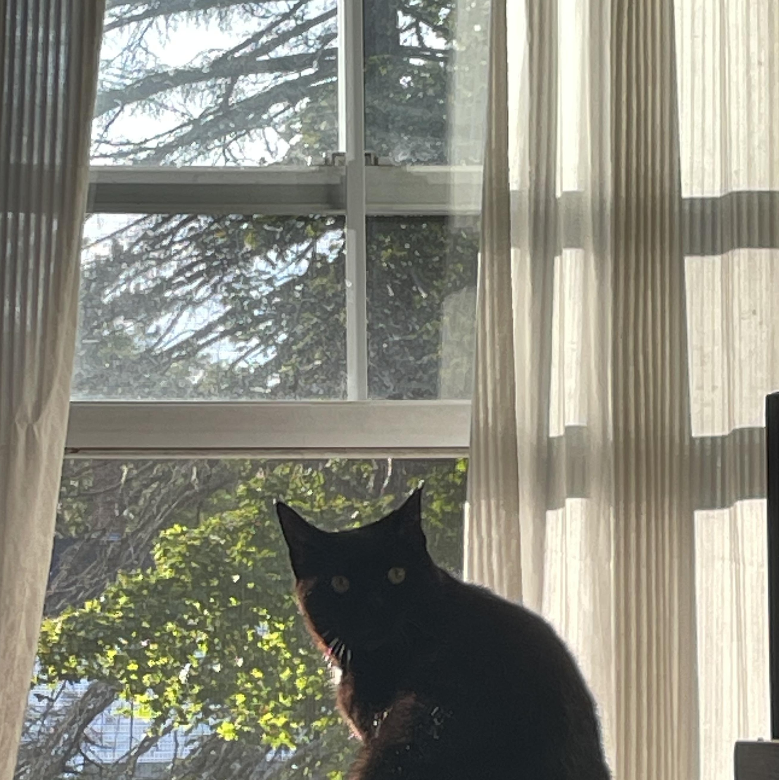 Enlarge Artemis (bonded with Athena), a Adoptable Domestic Short Hair in FITCHBURG, MA image 1/6