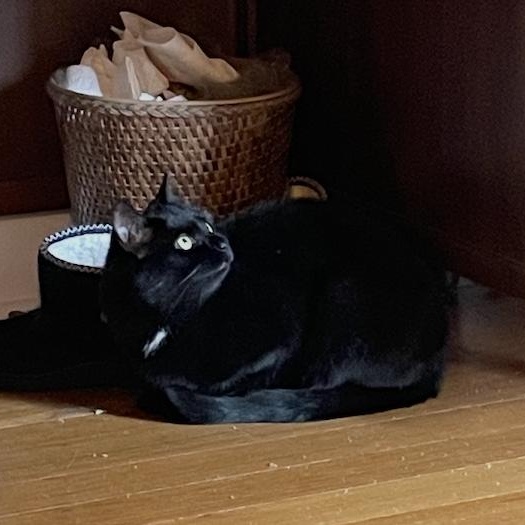 Artemis (bonded with Athena), Adoptable, Young Female Domestic Short Hair.