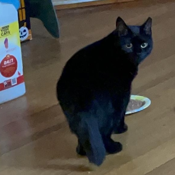 Enlarge Artemis (bonded with Athena), a Adoptable Domestic Short Hair in FITCHBURG, MA image 3/6