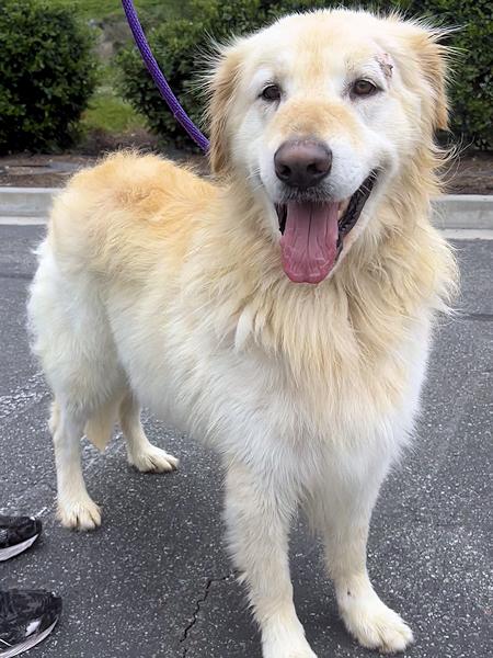 Enlarge Trooper, a Adoptable Golden Retriever in Los Angeles, CA image 4/6