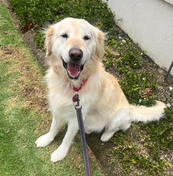 Trooper, Adoptable, Adult Male Golden Retriever.