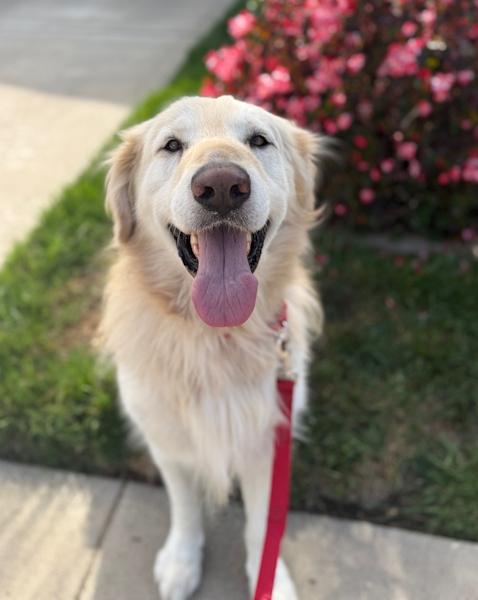 Enlarge Trooper, a Adoptable Golden Retriever in Los Angeles, CA image 5/6