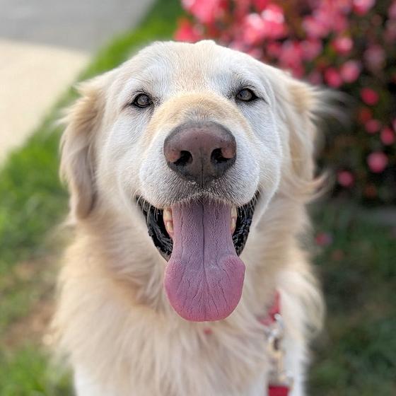 Enlarge Trooper, a Adoptable Golden Retriever in Los Angeles, CA image 1/6