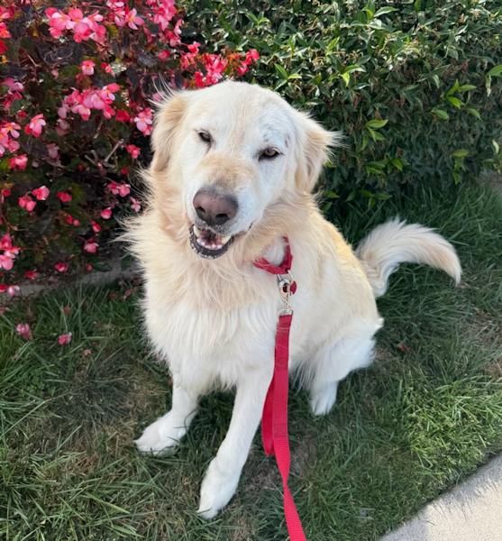 Enlarge Trooper, a Adoptable Golden Retriever in Los Angeles, CA image 6/6