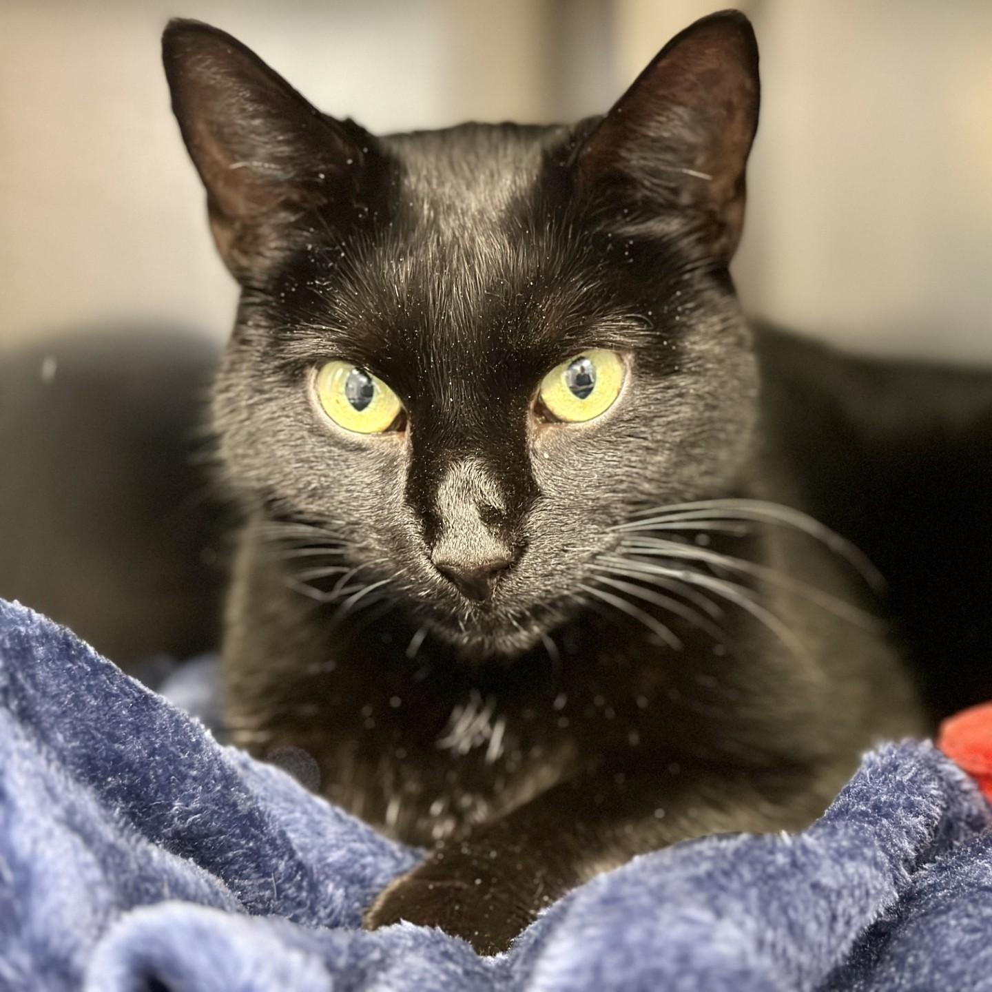 Enlarge Tarin , a ADOPTABLE Domestic Short Hair in Manahawkin, NJ image 3/3