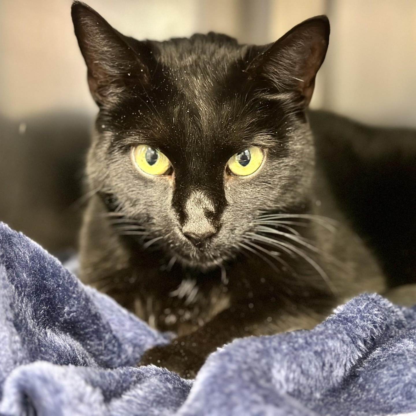 Enlarge Tarin , a ADOPTABLE Domestic Short Hair in Manahawkin, NJ image 2/3