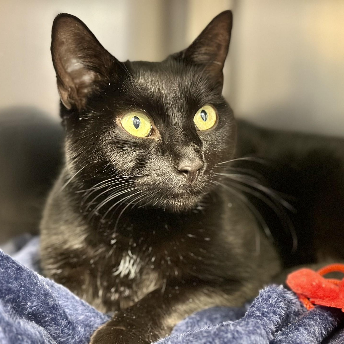 Enlarge Tarin , a ADOPTABLE Domestic Short Hair in Manahawkin, NJ image 1/3