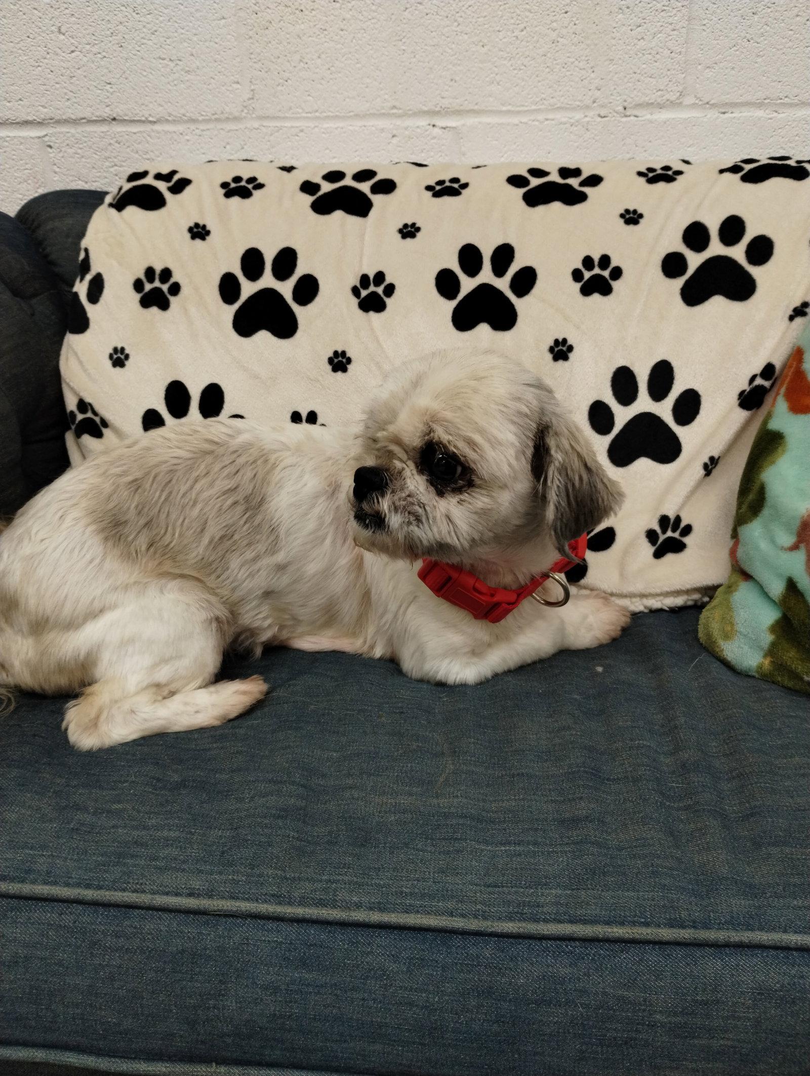 Sophie, Adoptable, Adult Female Shih Tzu.