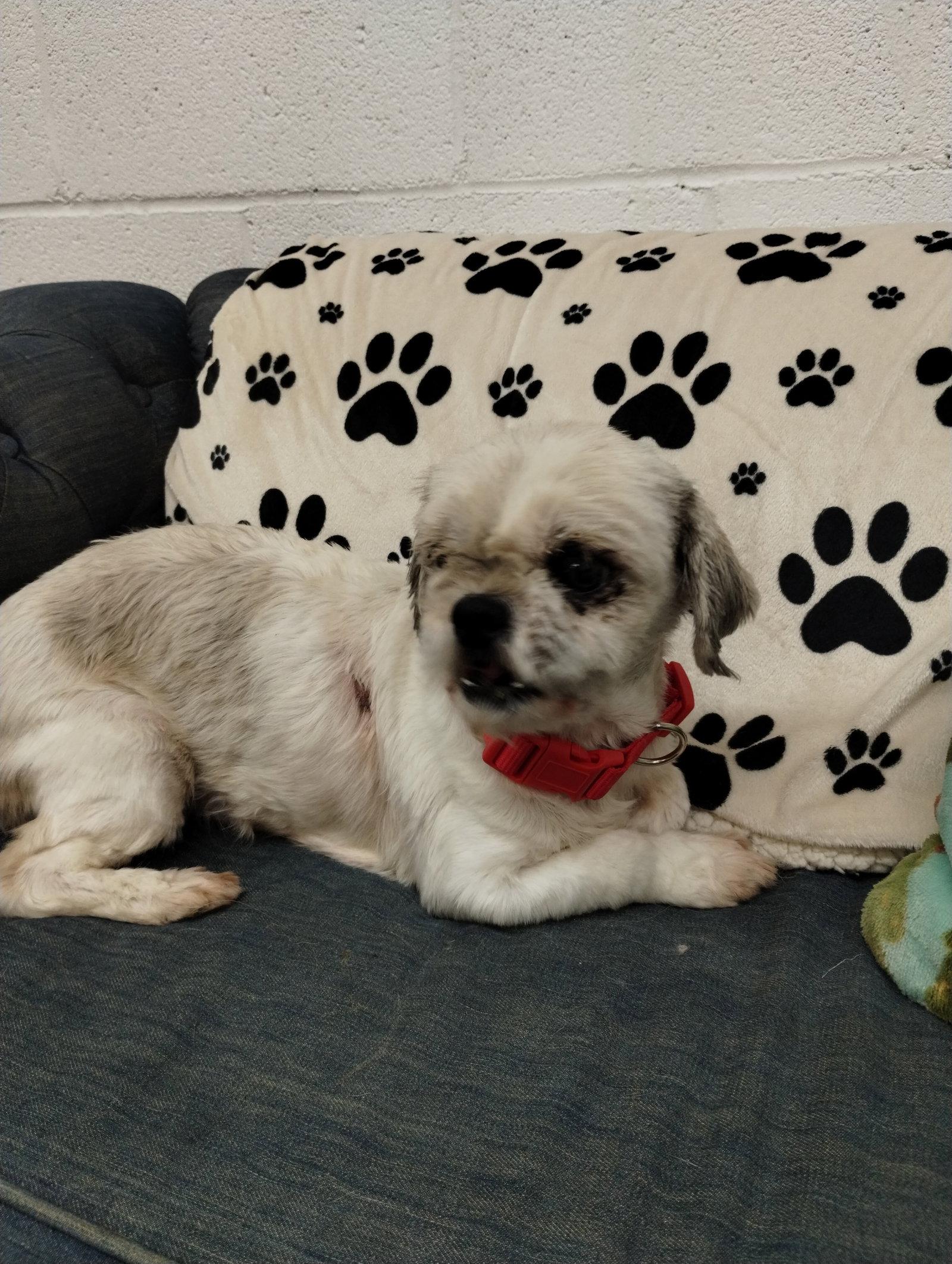 Enlarge Sophie, a Adoptable Shih Tzu in York, SC image 2/3