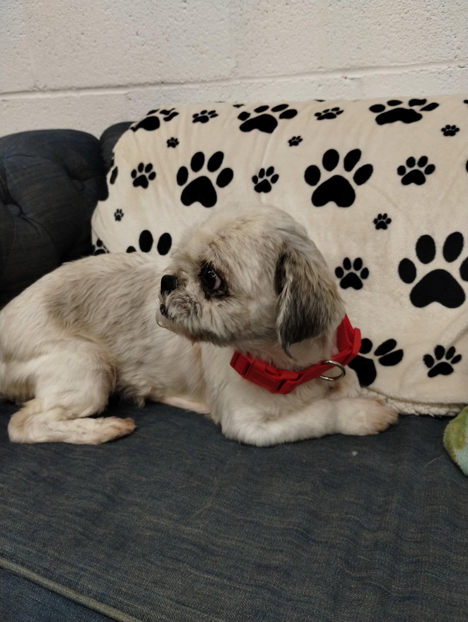 Enlarge Sophie, a Adoptable Shih Tzu in York, SC image 3/3