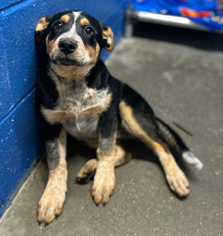 Mona Lisa, Adopted, Young Female Cattle Dog.