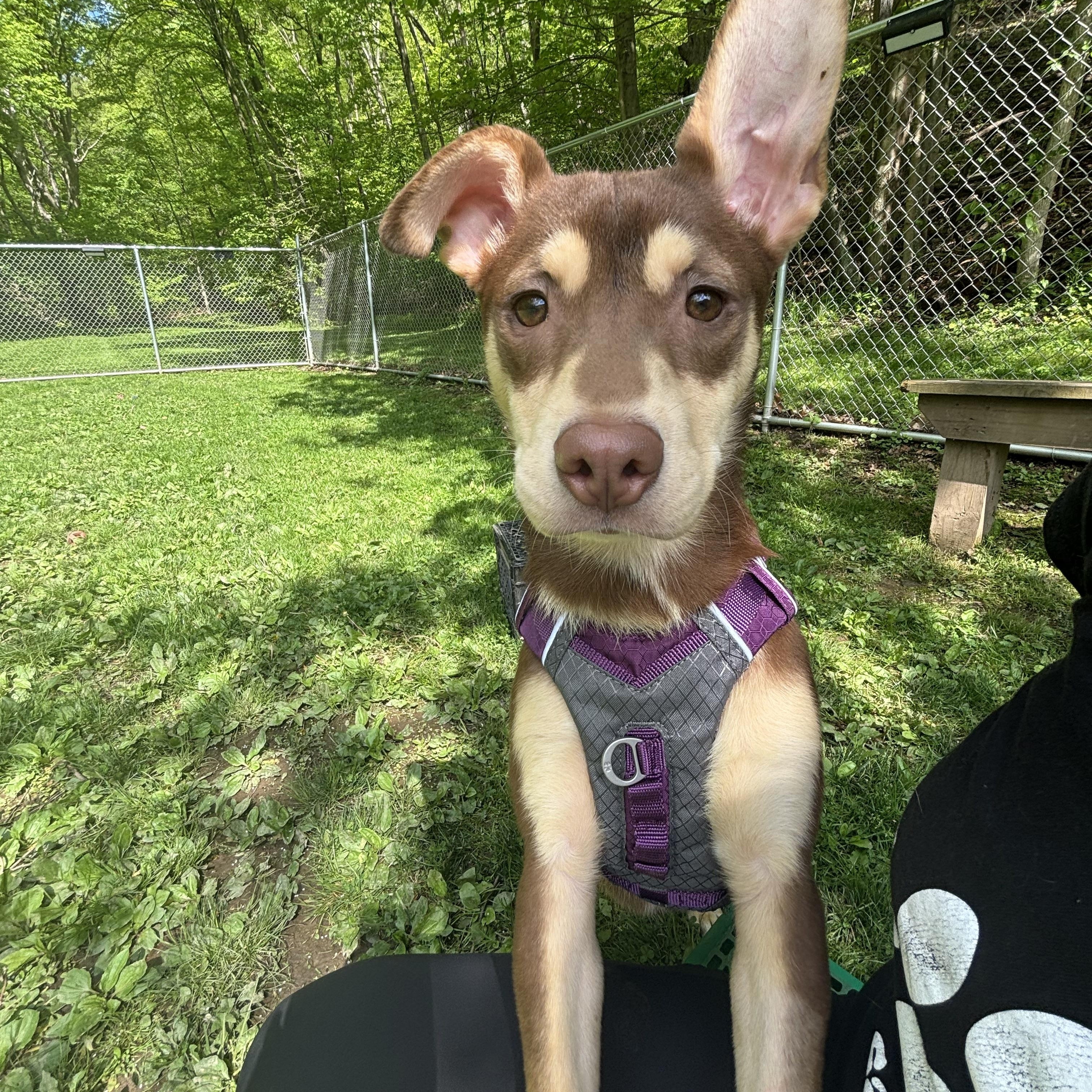Enlarge Jovi, a ADOPTABLE mixed breed in White Oak, PA image 1/6