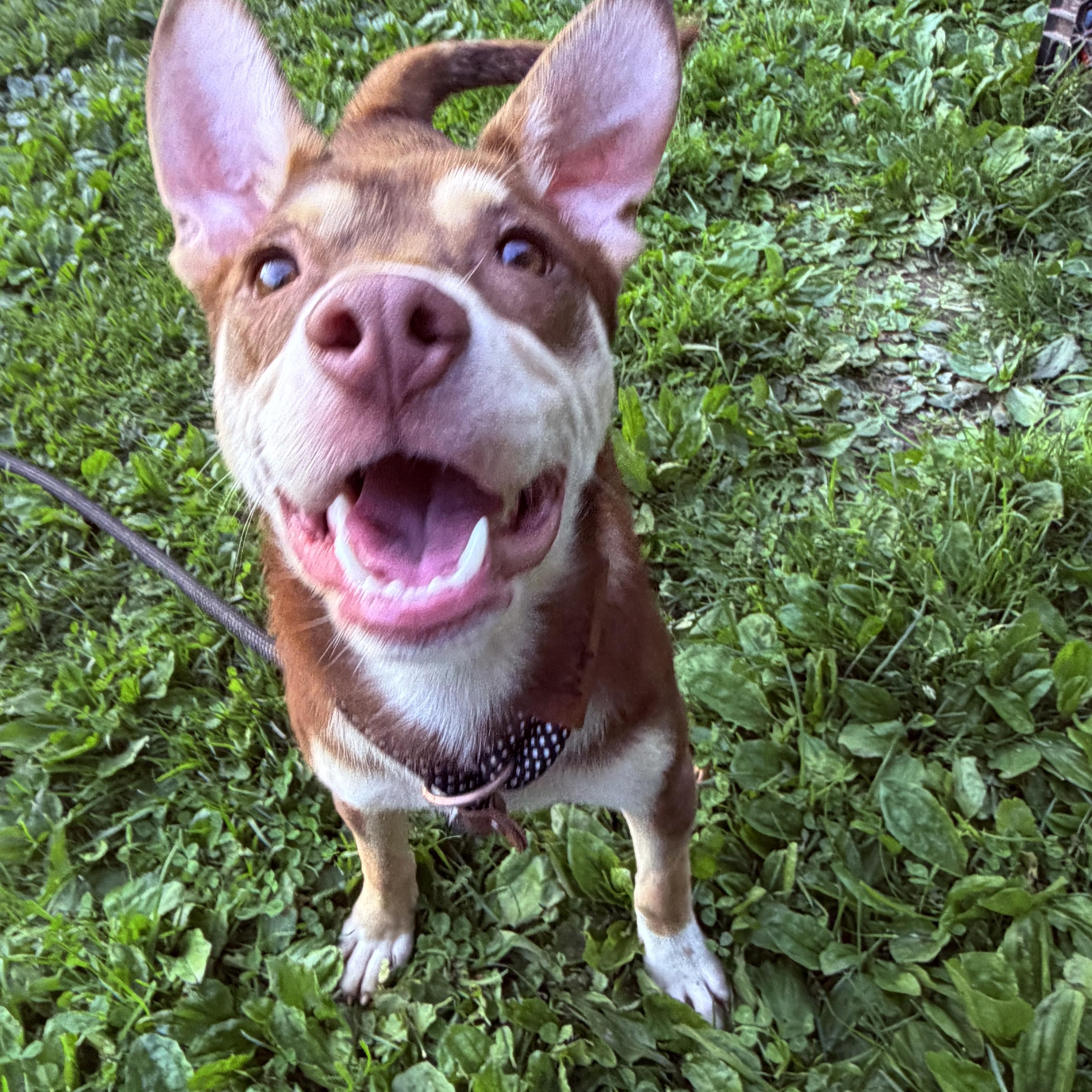 Enlarge Jovi, a ADOPTABLE mixed breed in White Oak, PA image 2/6