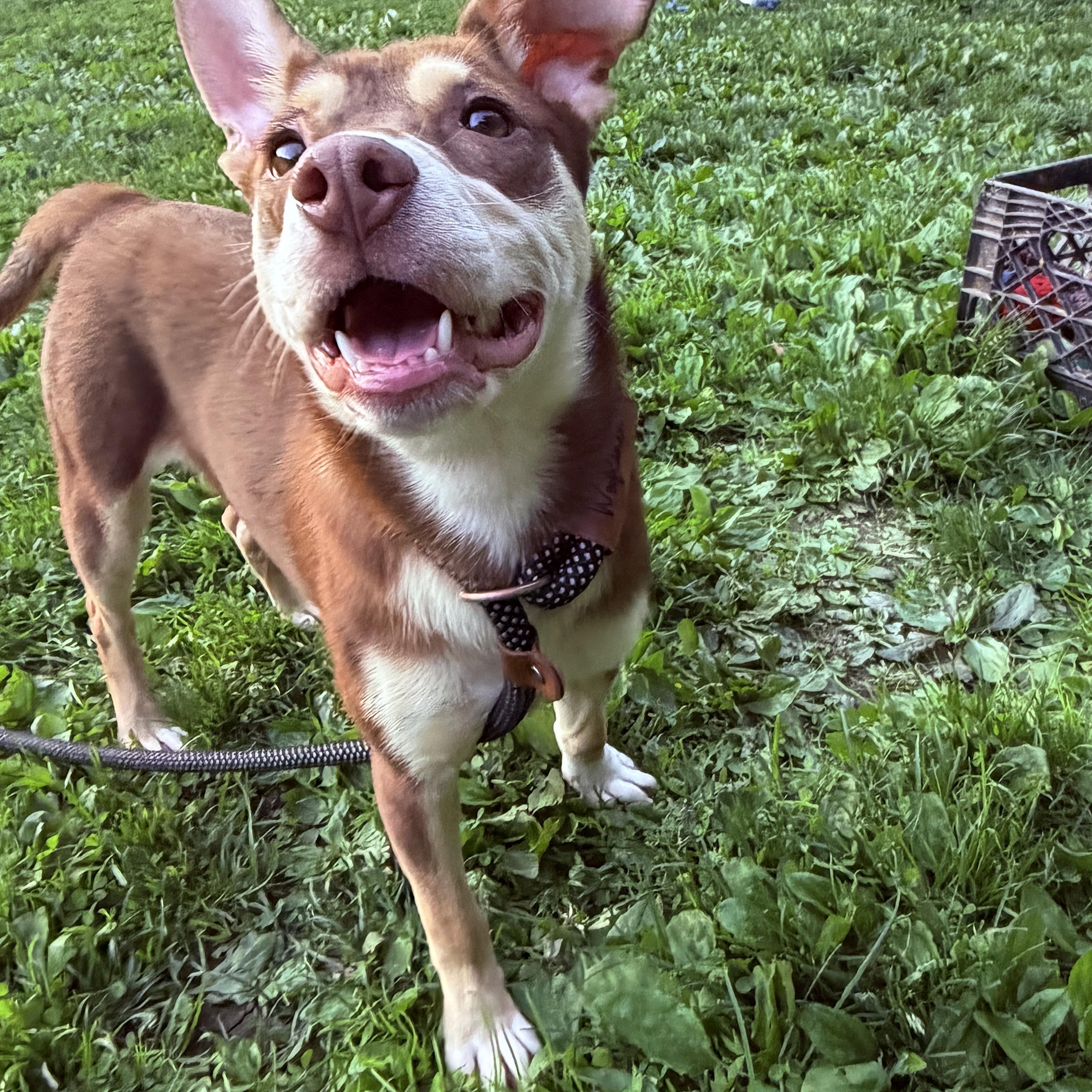 Enlarge Jovi, a ADOPTABLE mixed breed in White Oak, PA image 3/6