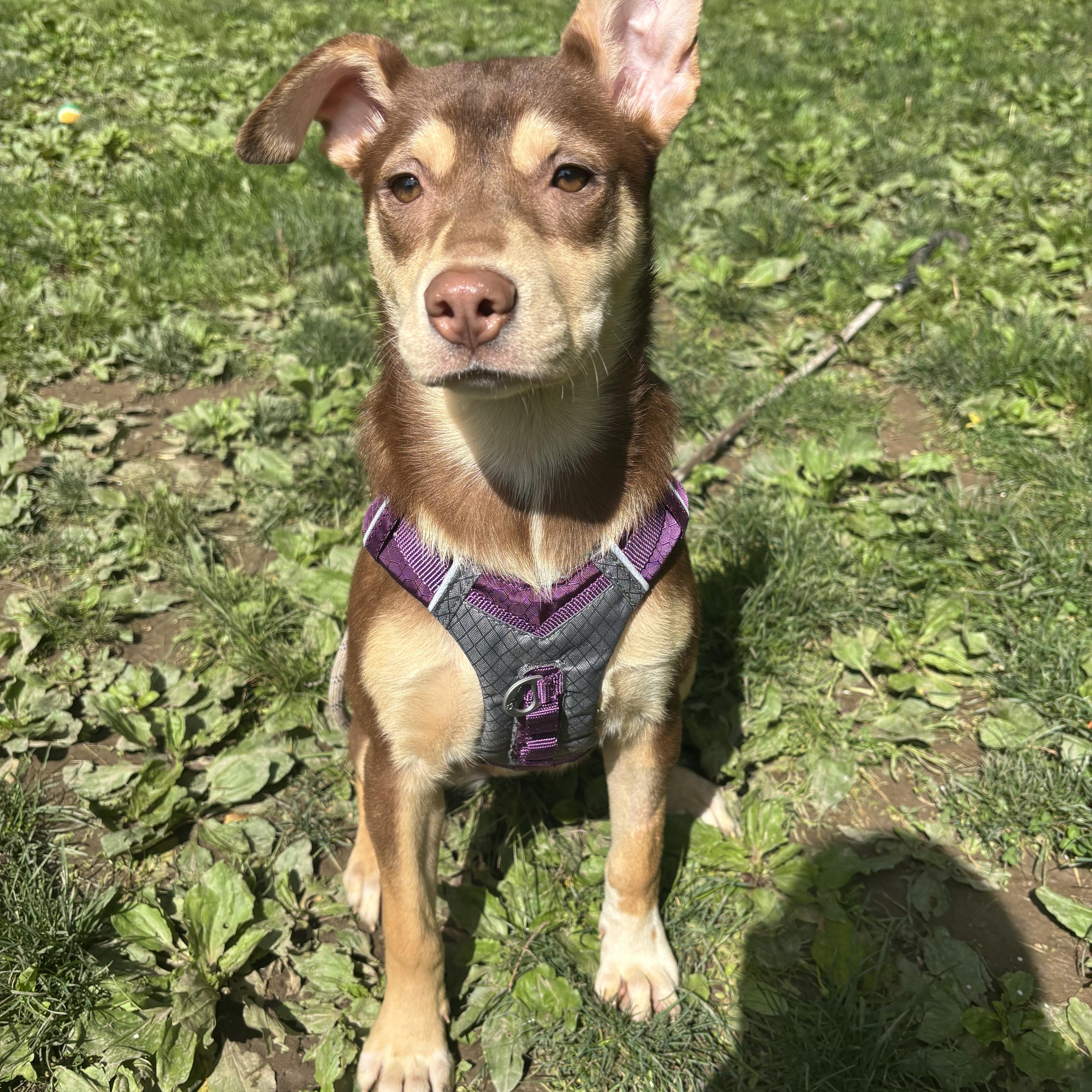 Enlarge Jovi, a ADOPTABLE mixed breed in White Oak, PA image 5/6