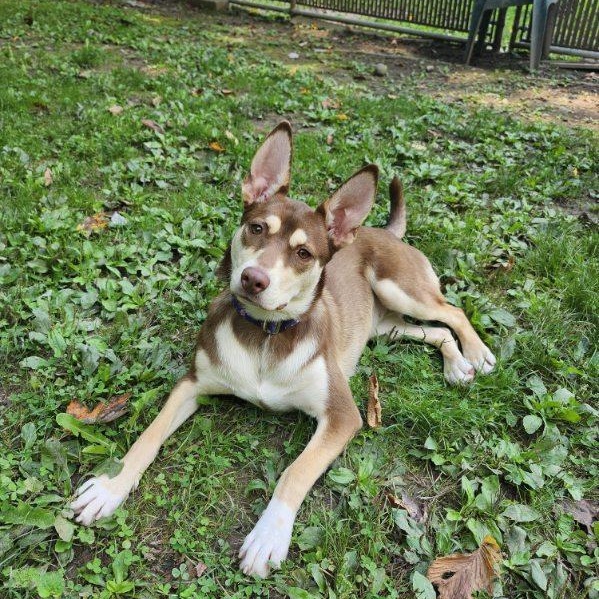 Enlarge Jovi, a Adoptable mixed breed in White Oak, PA image 5/6