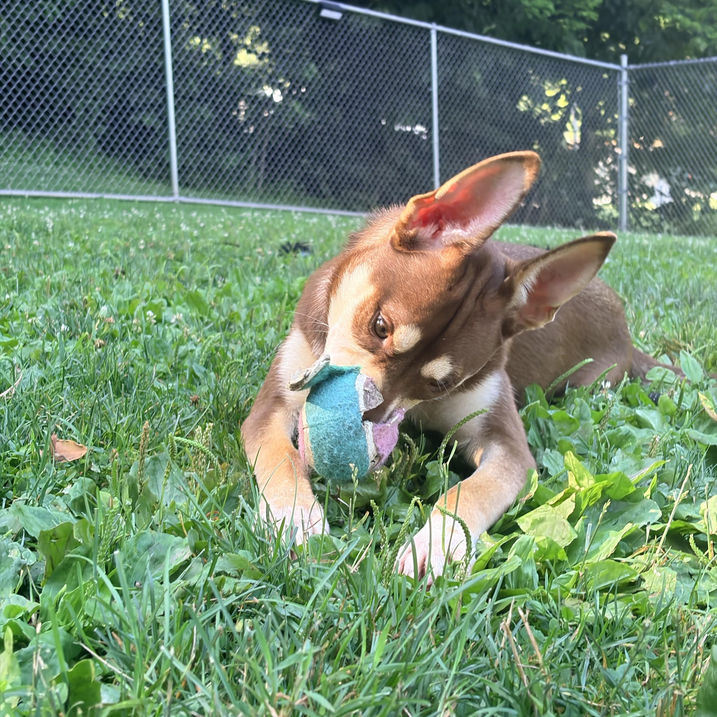 Enlarge Jovi, a Adoptable mixed breed in White Oak, PA image 4/6
