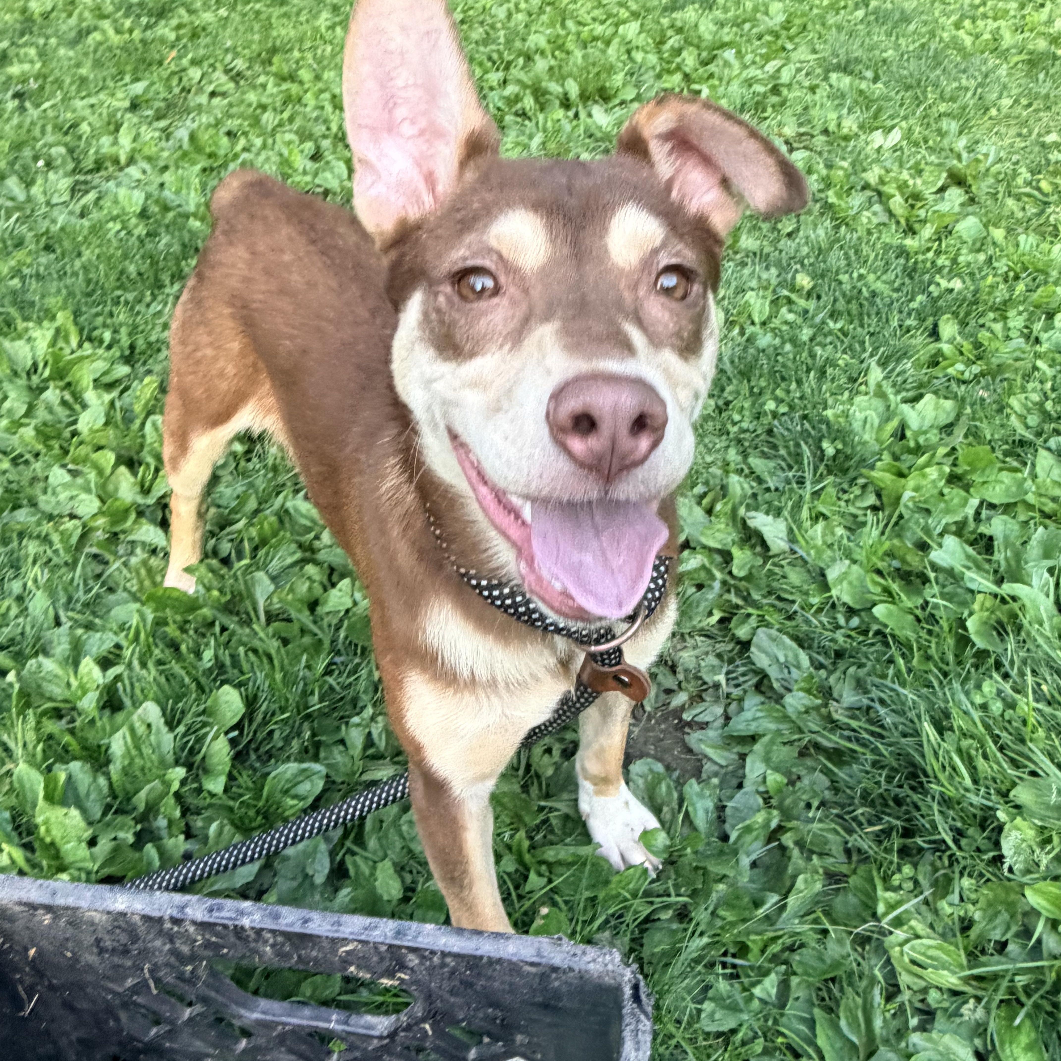 Enlarge Jovi, a ADOPTABLE mixed breed in White Oak, PA image 6/6