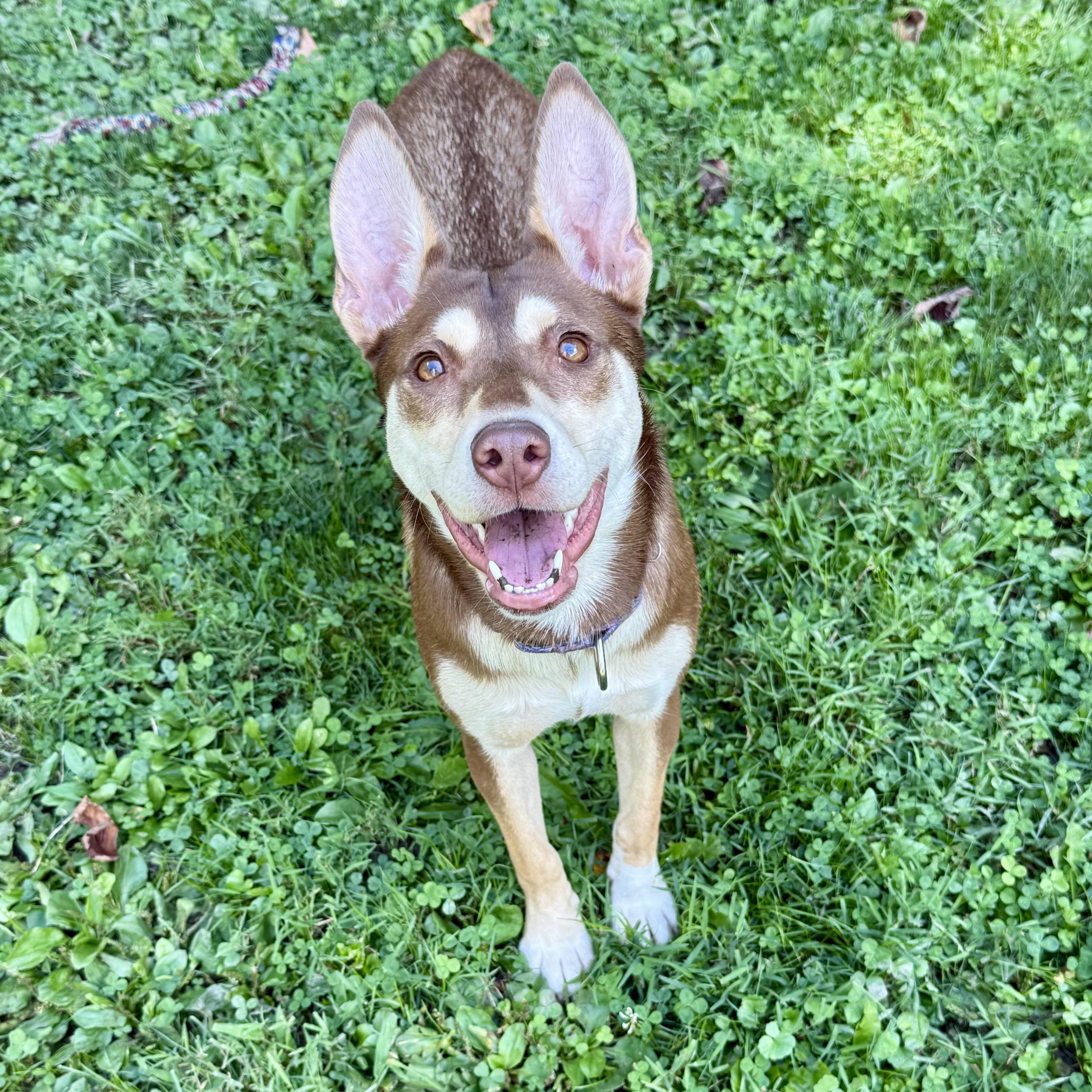 Jovi, Adoptable, Puppy Female Husky.