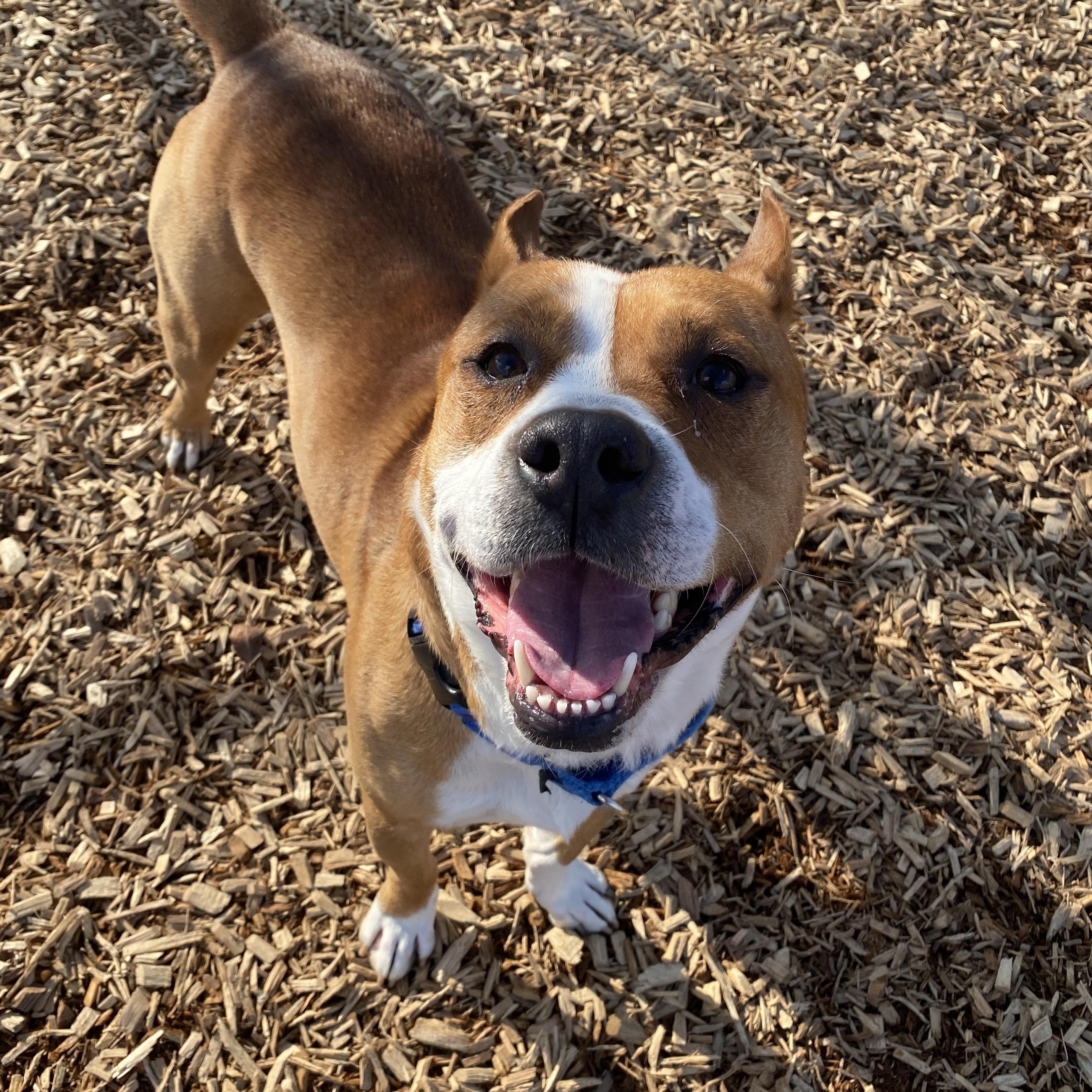 Enlarge Sky GCI Trained Graduate!, an adopted Mixed Breed in Elyria, OH image 5/6