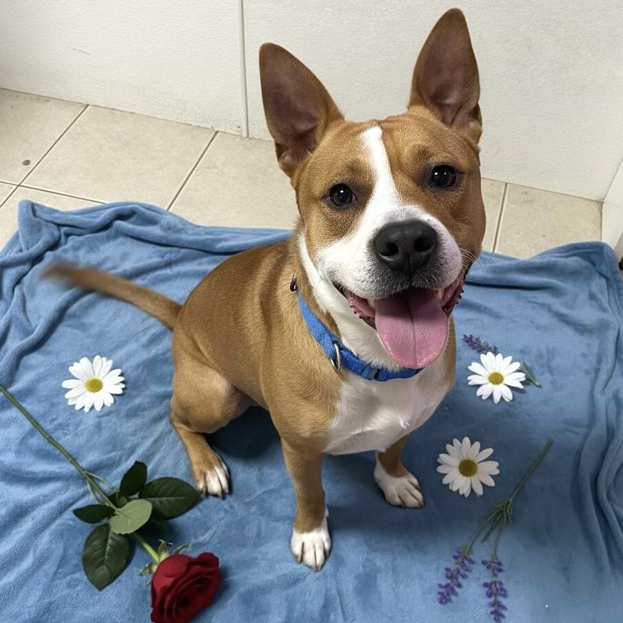 Enlarge Sky GCI Trained Graduate!, an adopted Mixed Breed in Elyria, OH image 1/6