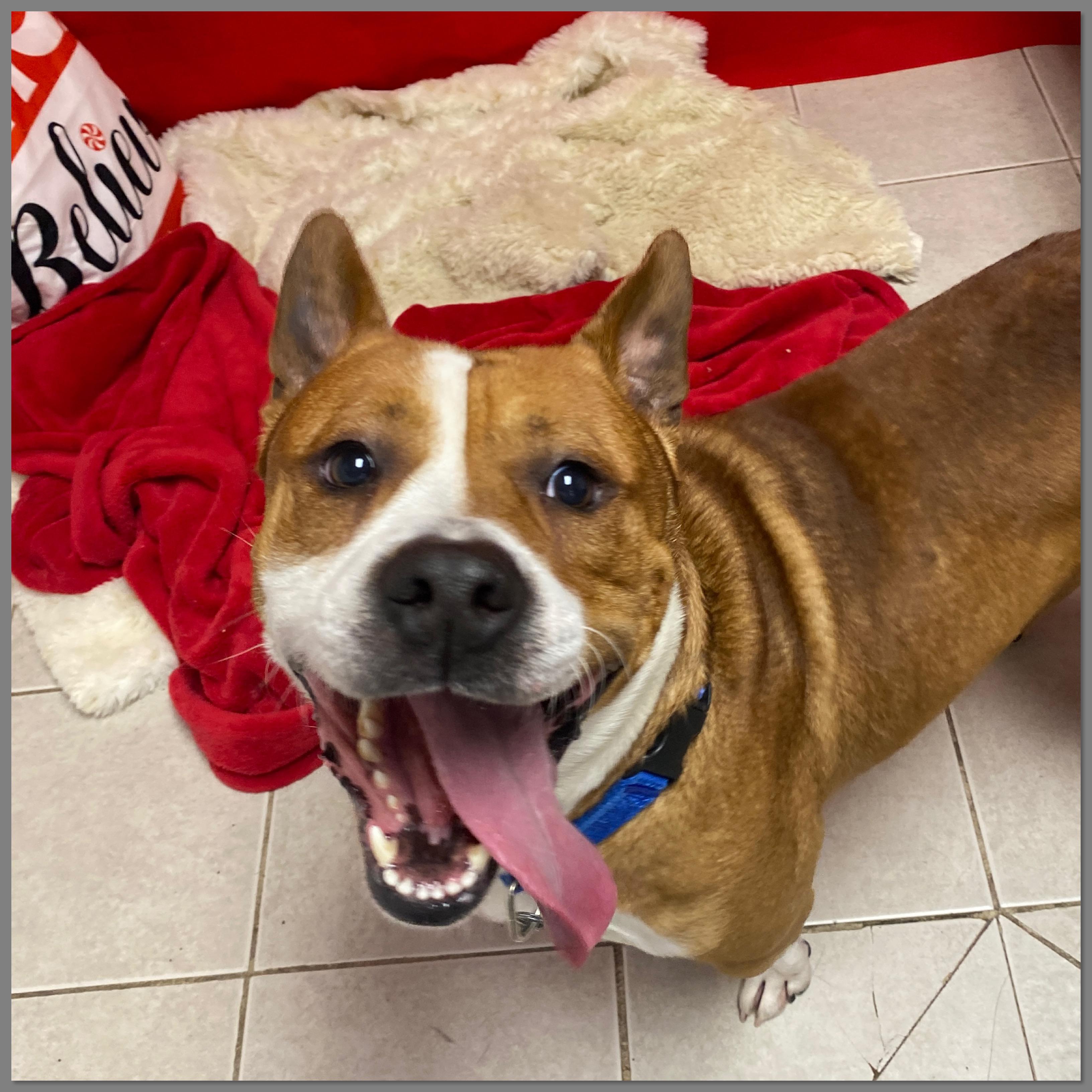 Sky, Adoptable, Adult Male Mixed Breed.