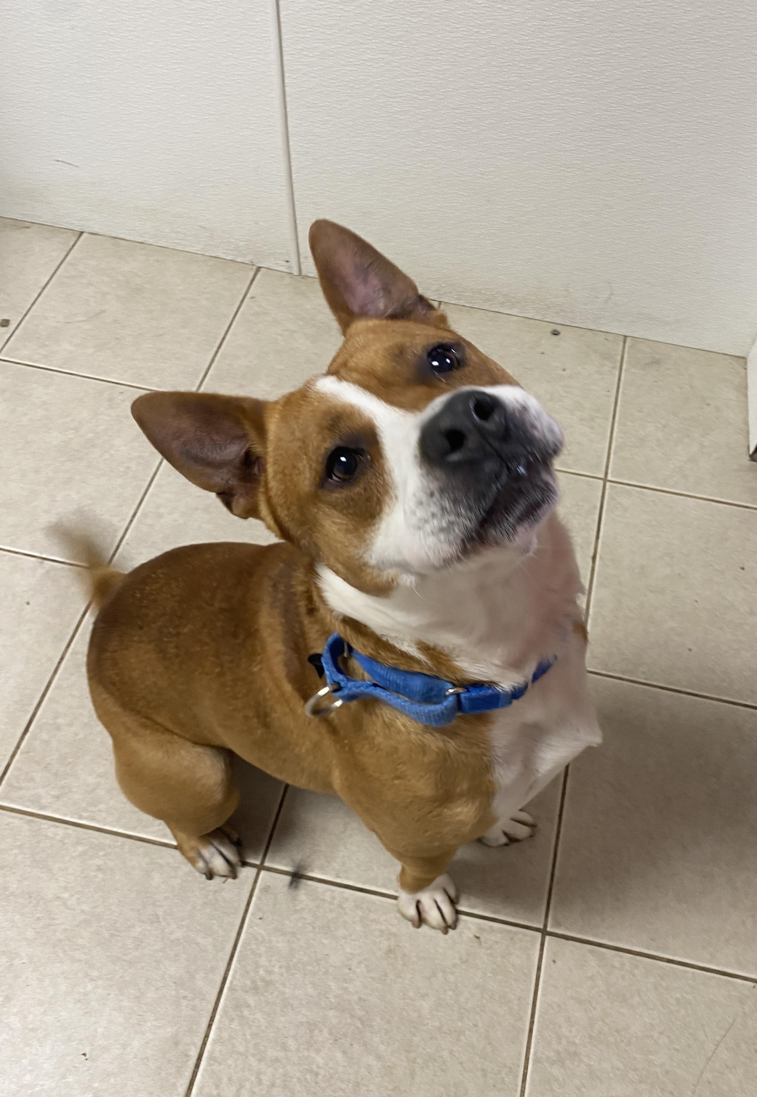 Enlarge Sky GCI Trained Graduate!, an adopted Mixed Breed in Elyria, OH image 6/6