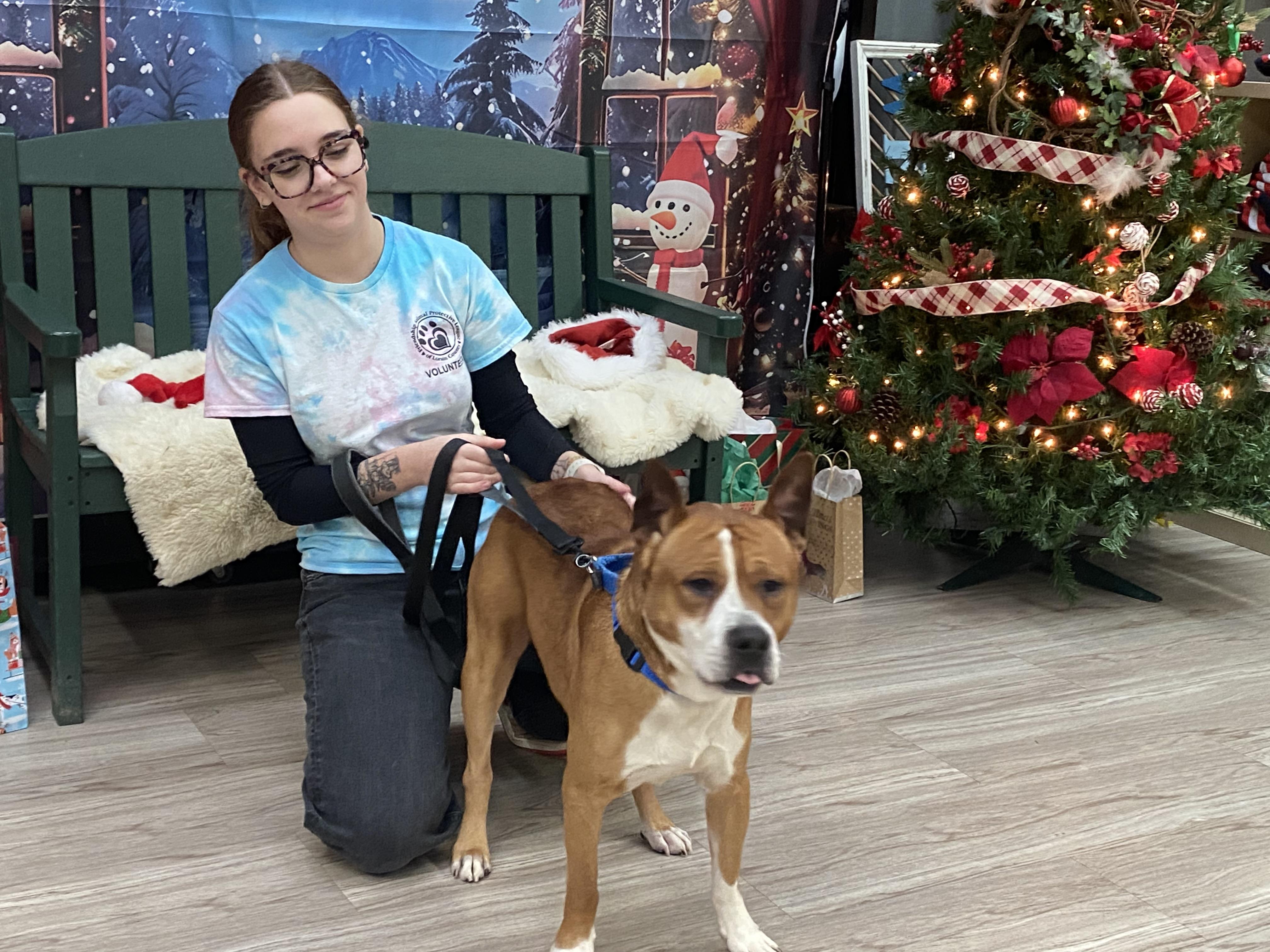 Enlarge Sky, a Adoptable Mixed Breed in Elyria, OH image 2/3