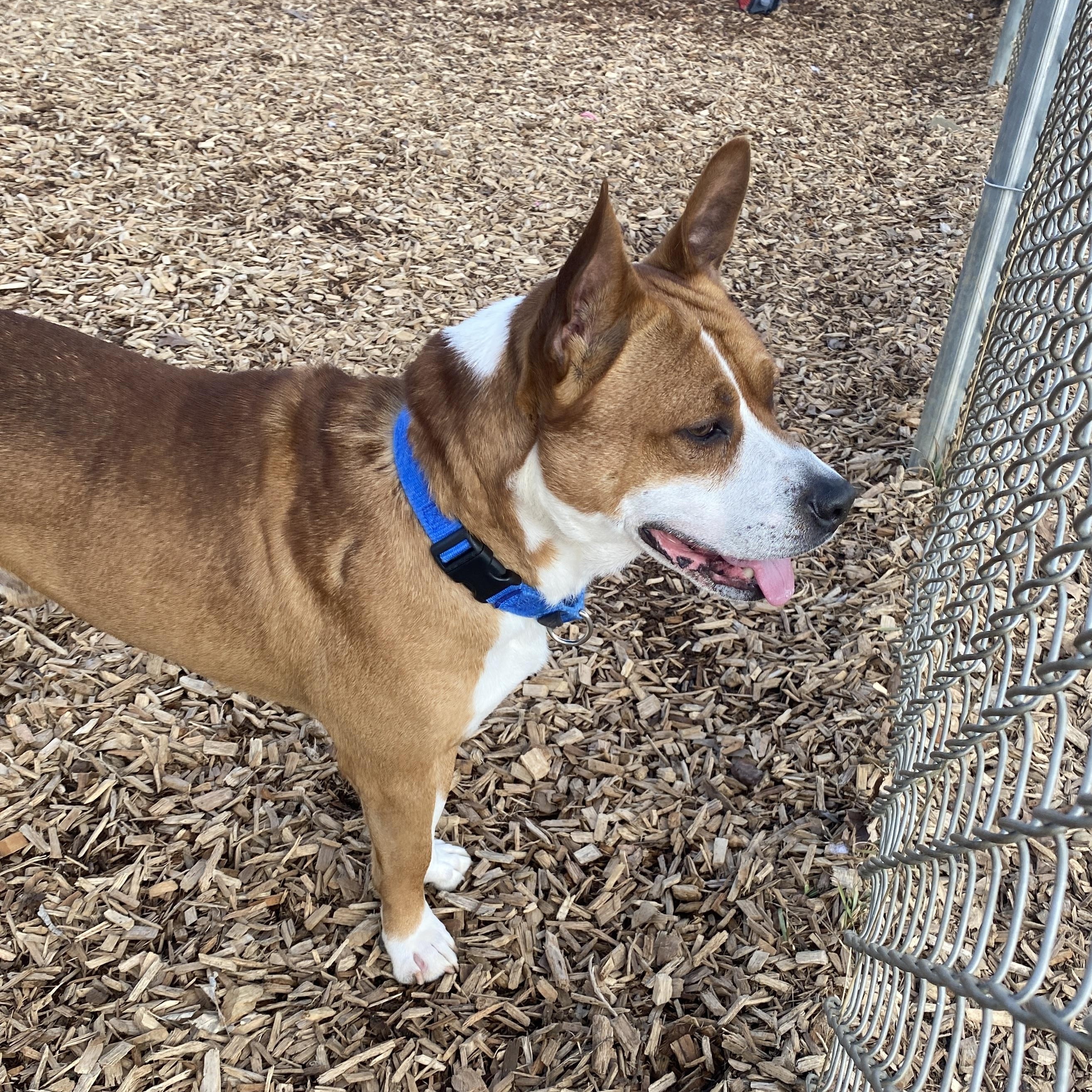 Enlarge Sky GCI Trained Graduate!, an adopted Mixed Breed in Elyria, OH image 4/6