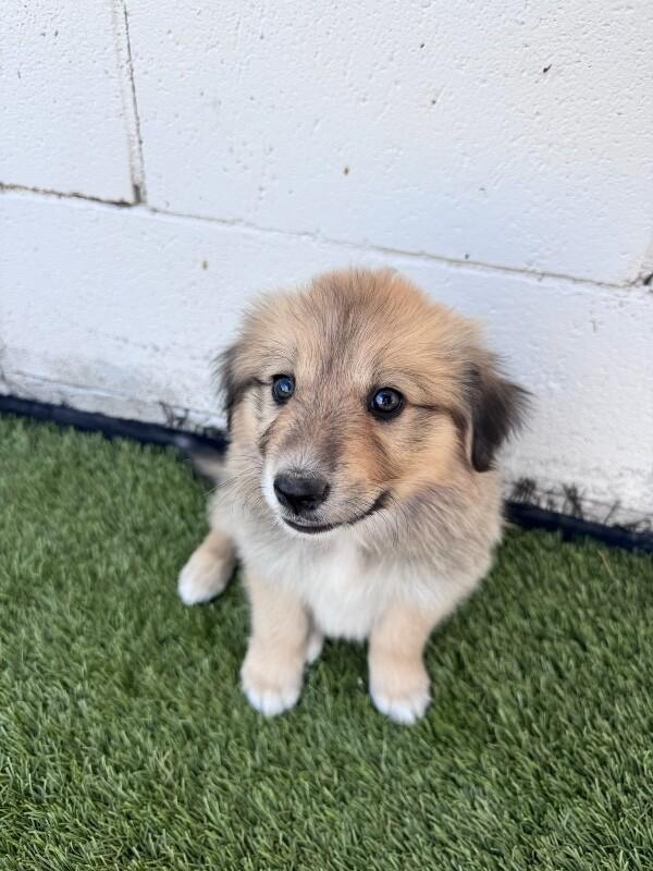 Fuzzy Wuzzy, Adopted, Puppy Female Great Pyrenees & Golden Retriever.