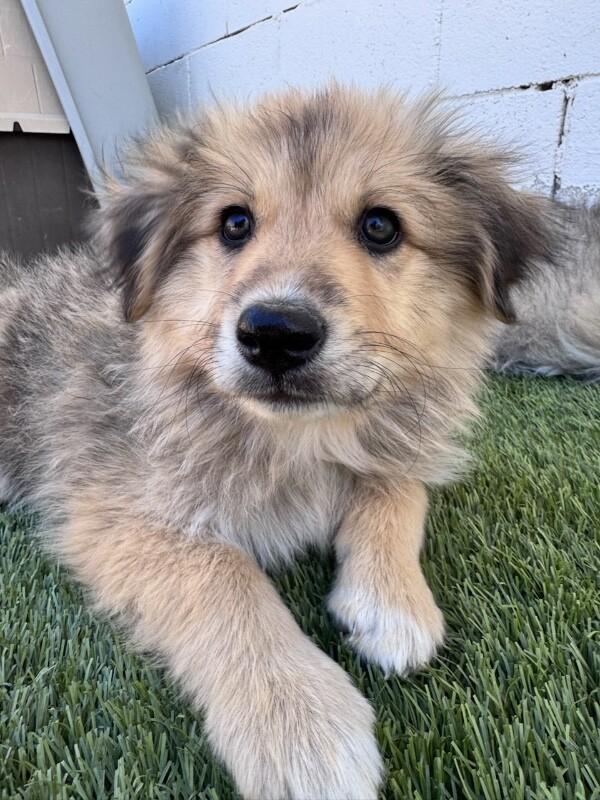 Enlarge Fuzzy Wuzzy, a Adopted mixed breed in Van Nuys, CA image 2/6
