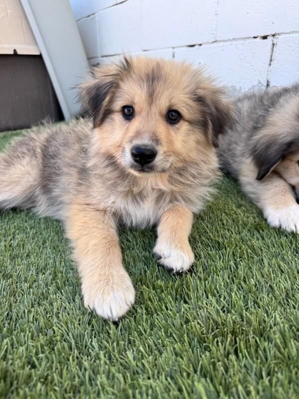 Enlarge Fuzzy Wuzzy, a Adopted mixed breed in Van Nuys, CA image 3/6