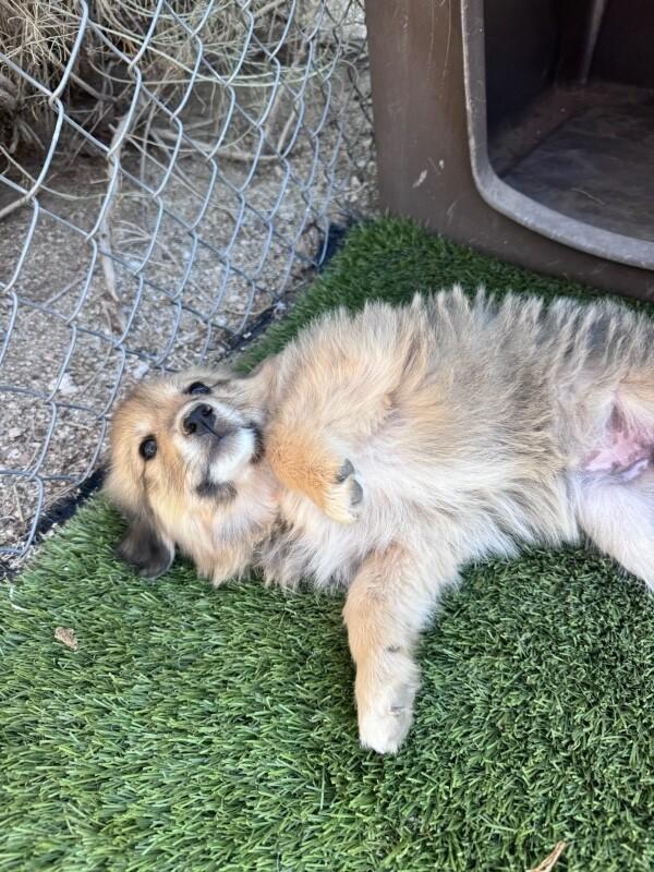 Enlarge Fuzzy Wuzzy, a Adopted mixed breed in Van Nuys, CA image 4/6