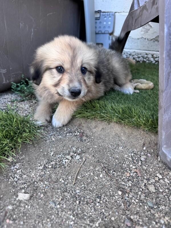 Enlarge Fuzzy Wuzzy, a Adopted mixed breed in Van Nuys, CA image 5/6