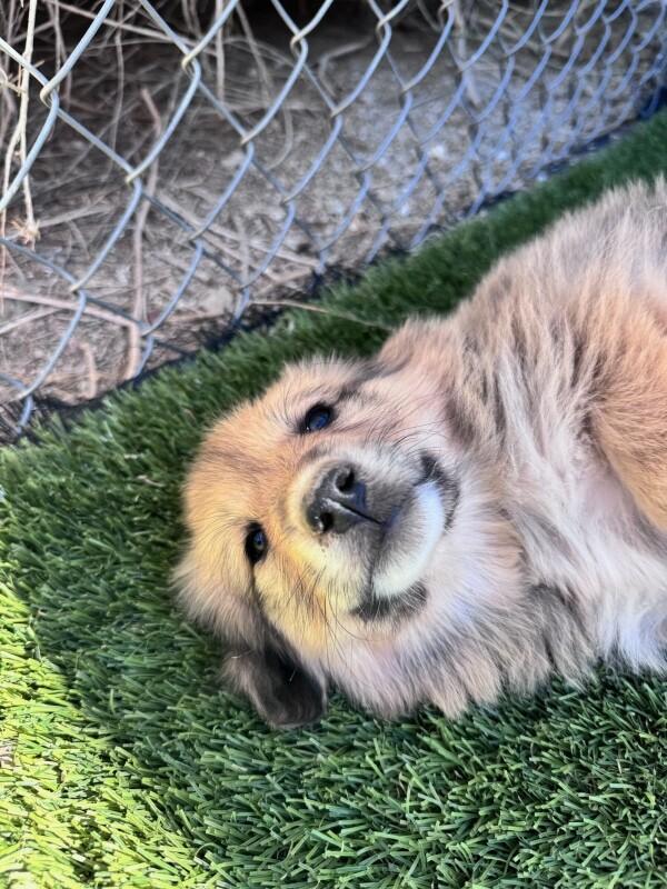 Enlarge Fuzzy Wuzzy, a Adopted mixed breed in Van Nuys, CA image 6/6