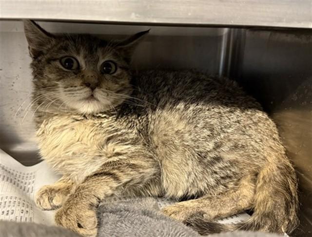 Enlarge FRUITCAKE, a Adoptable Domestic Short Hair in Aurora, IL image 1/1