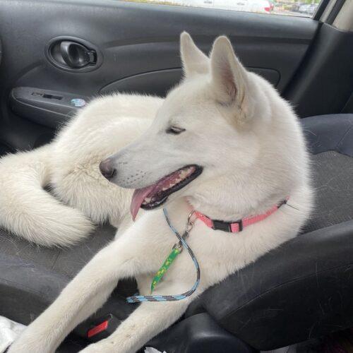 Enlarge KHLOE, a Adoptable mixed breed in San Juan Capistrano, CA image 2/6