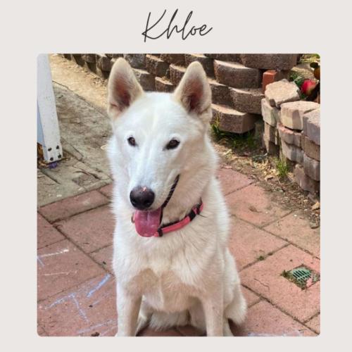 Enlarge KHLOE, a Adoptable mixed breed in San Juan Capistrano, CA image 1/6