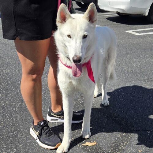 Enlarge KHLOE, a Adoptable mixed breed in San Juan Capistrano, CA image 4/6