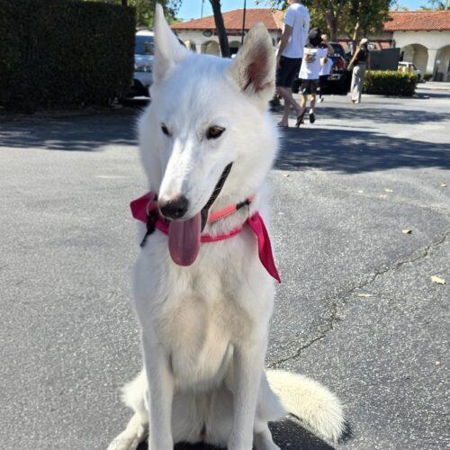 Enlarge KHLOE, a Adoptable mixed breed in San Juan Capistrano, CA image 5/6
