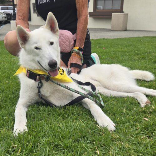 Enlarge KHLOE, a Adoptable mixed breed in San Juan Capistrano, CA image 6/6